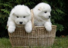 Samoyed �t��ata.