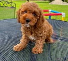 Cavapoo �t��ata.