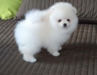 �ajov� ��lek Pomeranian �t��ata.