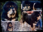Tibetsk� doga - �t���tko s PP