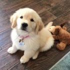 Prod�m ZDRAV� a O�KOVAN� �t��ata zlat�ho retr�vra. Moje �t��ata jsou vychov�v�na v m�m dom� s ko�kami a jin�mi mal�mi zv��aty. Hygienicky jsem je vycvi�ila a jsou velmi p��tel�t� a socializovan�.