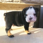 Kr�sn� a and�lsk� �t��ata anglick�ho buldo�ka na prodej. K prodeji m�me n�kolik o�kovan�ch a od�erven�ch vrh� �t��at anglick�ho buldo�ka.