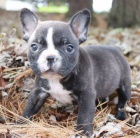 Prod�m ZDRAV� a O�KOVAN� �t��ata francouzsk�ho buldo�ka.