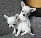 Chihuahua �t��ata.