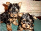 Yorkie �t��ata.