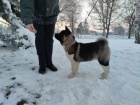 Americk� Akita �t��ata na prodej