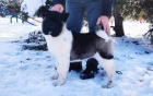 Americk� Akita �t��ata na prodej