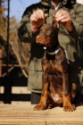 DOBERMAN �t��ata na prodej