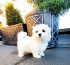 12 t�dn� malt�zsky �t��ata