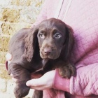 �okol�dov� va�i� �t��ata �pan�l�.