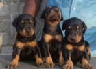�t��ata evropsk�ho dobermana.