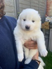 Samoyed �t��ata.