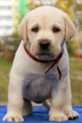 Prod�m zdrav� �t��ata pejska a fenky labradorsk�ho retr�vra.