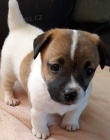 n�dhern� a zdrav� �t��ata jack russell teri�ra na prodej.