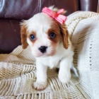 zdrav� a o�kovan� �t��ata Kaval�r King Charles Spaniel k adopci. 