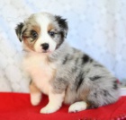 Prod�m roztomil� a o�kovan� �t��ata australsk�ho ov��ka.