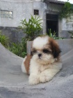 �t��ata SHIH TZU k adopci