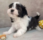 o�kovan� a rozko�n� �t��ata havanese na prodej.