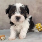 o�kovan� a rozko�n� �t��ata havanese na prodej.