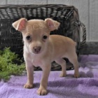 Chihuahua �t��ata.