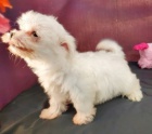 O�KOVAN� a od�erven� �t���tka mini malt�z��ek k adopci