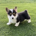 kr�sn� a od�erven� �t���tka Pembroke Welsh Corgi k adopci