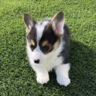kr�sn� a od�erven� �t���tka Pembroke Welsh Corgi k adopci