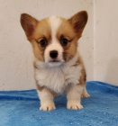 o�kovan� a od�erven� �t��ata Pembroke Welsh Corgi k adopci