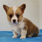 o�kovan� a od�erven� �t��ata Pembroke Welsh Corgi k adopci