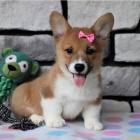 �t��ata Pembroke Welsh Corgi k adopci
