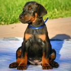 zdrav�, o�kovan� a od�erven� dobrman �t��ata k adopci