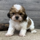 o�kovan� fena a pes kr�sn� �t���tka SHIH TZU k adopci.