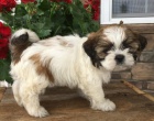 o�kovan� �t��ata fena a pes SHIH TZU k adopci.