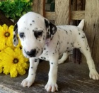 Kr�sn� a zdrav� o�kovan� �t���tka dalmatin� k adopci