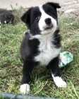 zdrav� �t��ata fenky a pejska Border kolie k adopci