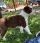 fenka a pes �t��ata border kolie k adopci