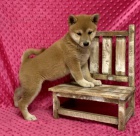 Prod�m o�kovan� �t��ata shiba inu