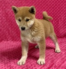 Prod�m o�kovan� �t��ata shiba inu