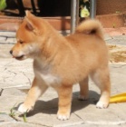 Prod�m o�kovan� a zdrav� �t��ata shiba inu