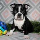 Prod�m zdrav� o�kovan� �t��ata bostonsk�ho teri�ra