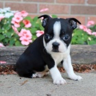 Zdrav� o�kovan� �t��ata feny Bostonsk�ho teri�ra k adopci