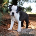 �t��ata bostonsk�ho teri�ra k adopci