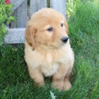 Prod�m ZDRAV� a O�KOVAN� �t��ata zlat�ho retr�vra.