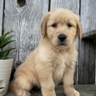 Prodej kr�sn�ch �t��at zlat�ho retr�vra a pejska.