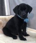 Zdrav� a kr�sn� �t���tka pejska a fenky labradorsk�ho retr�vra k ADOPCI.