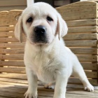 Zdrav� o�kovan� a od�erven� �t���tka labradorsk�ho retr�vra k ADOPCI.