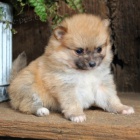 miniaturn� �t��ata pomeranian� k adopci. Jsou o�kovan� a od�erven�.