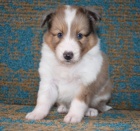 Shetlandsk� ov��k �t��ata k adopci.