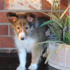 �t��ata shetlandsk�ho ov��ka k adopci. 