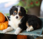 Aussiedoodle �t��ata na prodej. Proto�e jsou v�ichni zdrav� a o�kovan�. Z�skejte jeden pro svou rodinu hned te�.